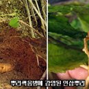 신속반점 이미지