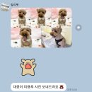 릴리 펫스파 이미지