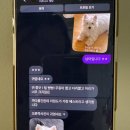 차밍미용실 - 달서구 | 웨스티 가장 이쁜 아가를 만나 ,서울에서도 늦은 밤 달려오시는 곳 차밍독:)