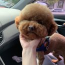 다사랑 애견 이미지