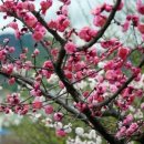 매화꽃민박 이미지