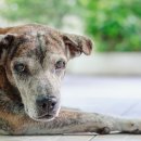 라온동물병원 이미지