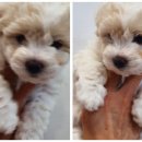 리사앤루이 프리덤 이미지