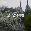새벽 목련 | 대구 청라언덕 목련 명소 3월 25일 실시간 개화 상황