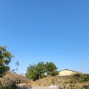 퐁낭에염 이미지