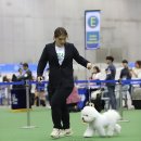 에스티 비숑프리제 이미지