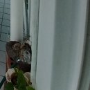 어양우미아파트 이미지