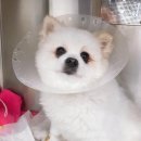 아이디펫 동물병원 | 홍대 아이엠 동물병원 슬개골탈구 수술 후기