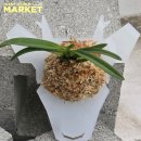 코스모이벤트 이미지