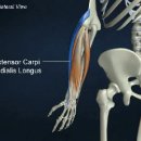 장요측 수근 신근 (extensor carpi radialis longus) 이미지