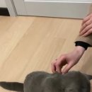 냥이의꿈 이미지