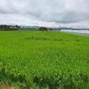 대산면 노촌마을 이미지