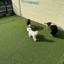 수지애견 이미지