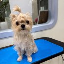 몽언니애견미용실 이미지