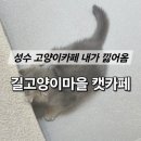 성수 길고양이마을｜직접방문 후기 - 누가 내 머리에 고양이 올렸어 (?)