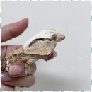 렙플로우