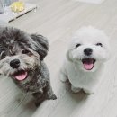 뚱강아지 | 여수 애견호텔 뚱강아지 요금 운영시간 지도