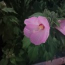 5호화장실(수선화화장실) 이미지