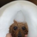 브라운동물병원 이미지