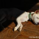 시골대청마루 이미지