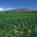 유리농장(화산) 이미지