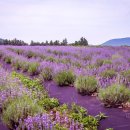 코로나펜션 이미지