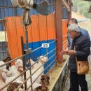 고성염소농장 이미지