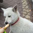 복길이집
