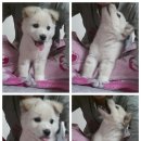 백곰이 임보일기- 세번째!!! , 똥꼬발랄해진 똑똑이^^!!! 이미지