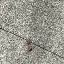 털보족발