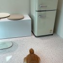 플로이몽 이미지