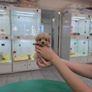 애견왕국 - 상주시 왕산로 254 | 애견왕국