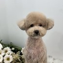 bbodog(뽀독) 이미지