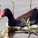 낙동강오리알 이미지