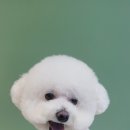 힐스타운 동물병원 이미지
