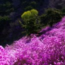 고향의 봄 이미지