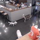 개와 사람(애견호텔) 이미지