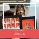 레코드독