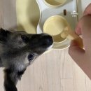 반려반상 이미지