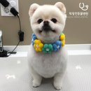 박창언 동물병원 이미지