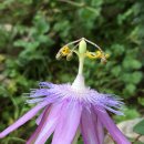 청실홍실 이미지