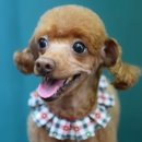 아띠펫살롱 이미지