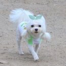 컨츄리독