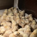 천안오골계농장 이미지