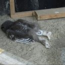 카프킥복싱 MMA 이미지