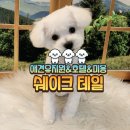 쉐이크테일 강아지 애견 유치원 호텔 미용 | 강아지 호텔과 미용 한번에 믿고 맡길 수 있는 애견유치원 [쉐이크테일]