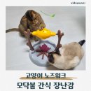 모닥불 | 내돈내산 고양이 노즈워크 장난감｜모닥불 간식 장난감 실제 사용 후기