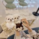 펫블리강아지&미라클고양이 이미지