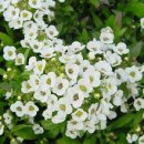 [1월 12일 탄생화] 향기알리섬(Sweet Alyssum) : 뛰어난 아름다움 이미지