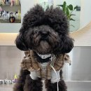몽시오 이미지